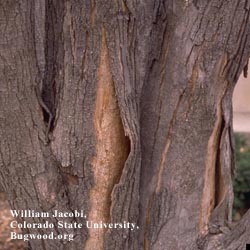 Dealing With Winter Damage