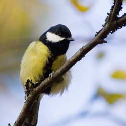 Attracting Birds to Your Garden