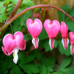 Early Spring-Blooming Perennials