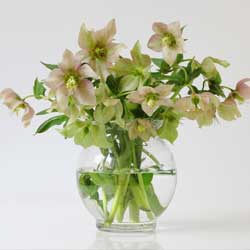 Helleborus – A Perennial for the Ages