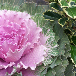 Ornamental Cabbage