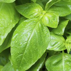 Basil: King of the Herbs