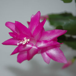 Holiday “Cactus” (Schlumbergera varieties)