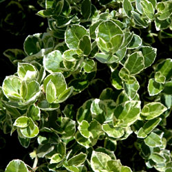 Euonymus