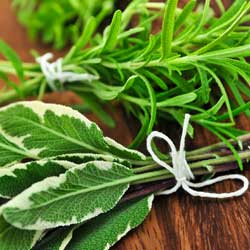 Herbs As Companion Plants