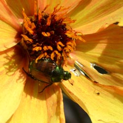 Japanese Beetle