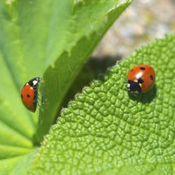 Ladybugs: The Good Guys