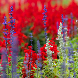 Plant a Patriotic Flower Garden