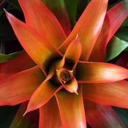 Summer Gardener’s Calendar