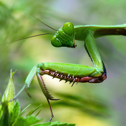 The Praying Mantis in Your Garden