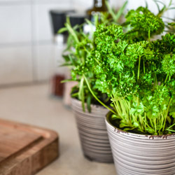 The Fall Herb Garden