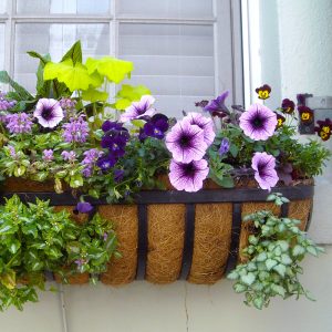 How to Care for Your Windowboxes