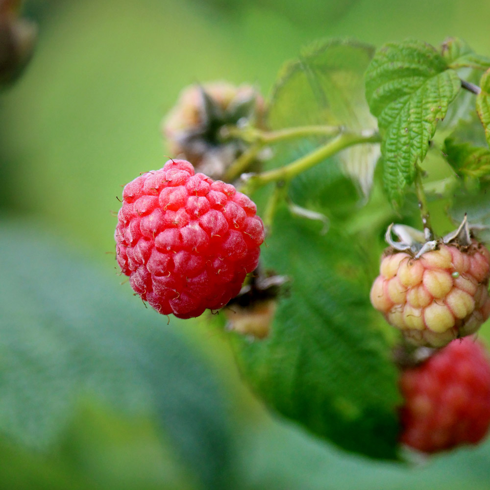 Best Fruits for the Urban Garden