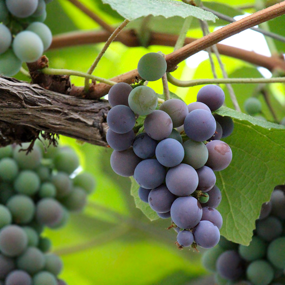 Best Fruits for the Urban Garden