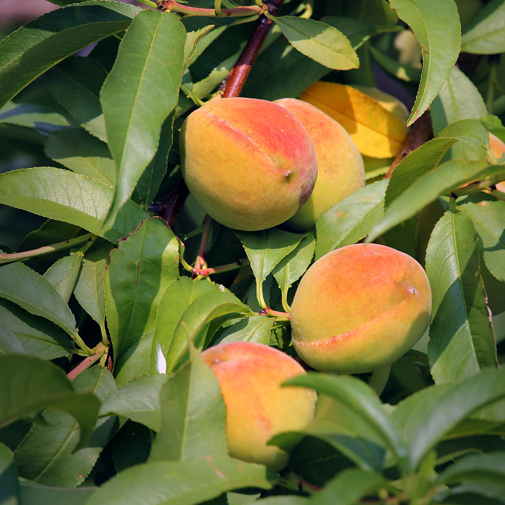 Best Fruits for the Urban Garden