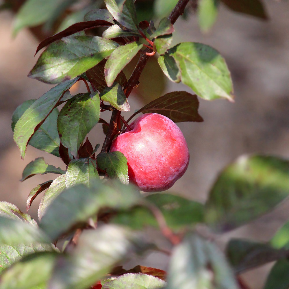 Best Fruits for the Urban Garden