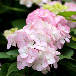 Shade-Tolerant Cut Flowers