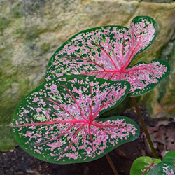 Cool Off with Caladium