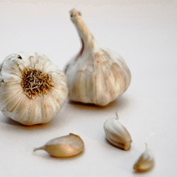 Growing Garlic