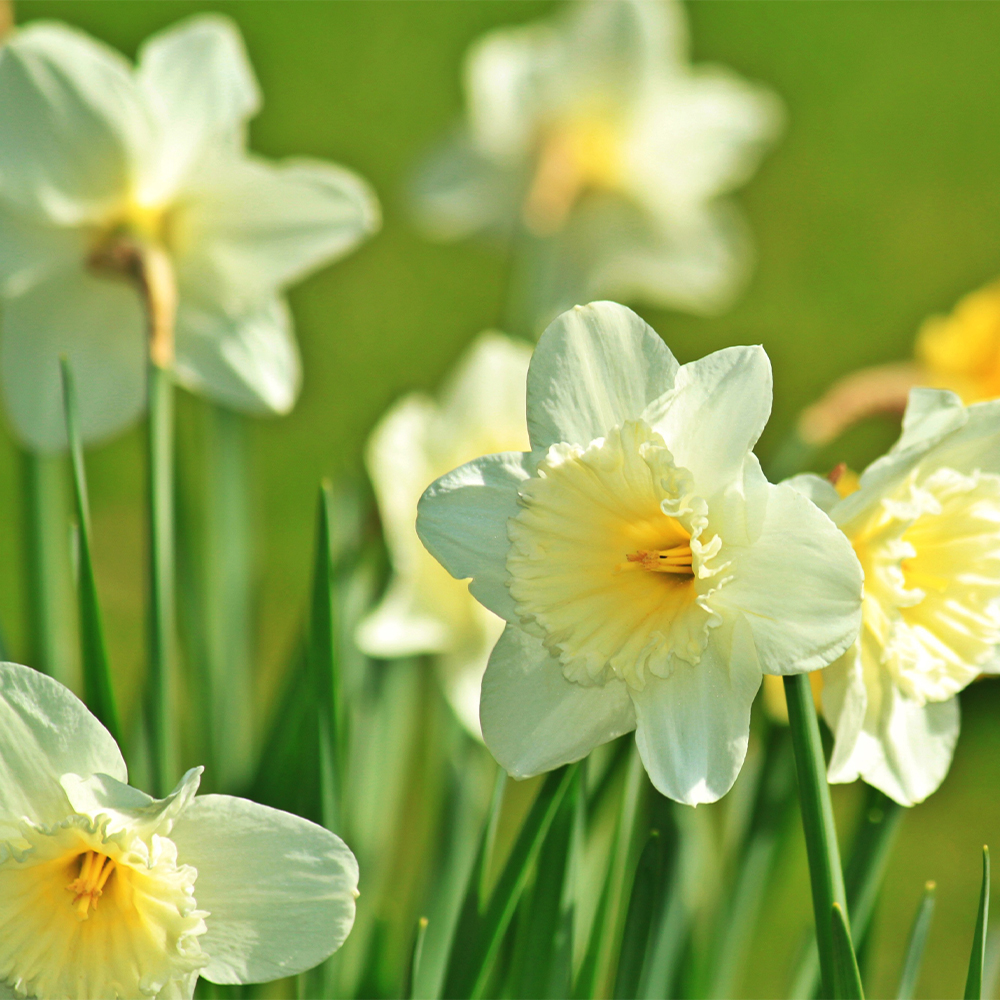 Cream Daffodils