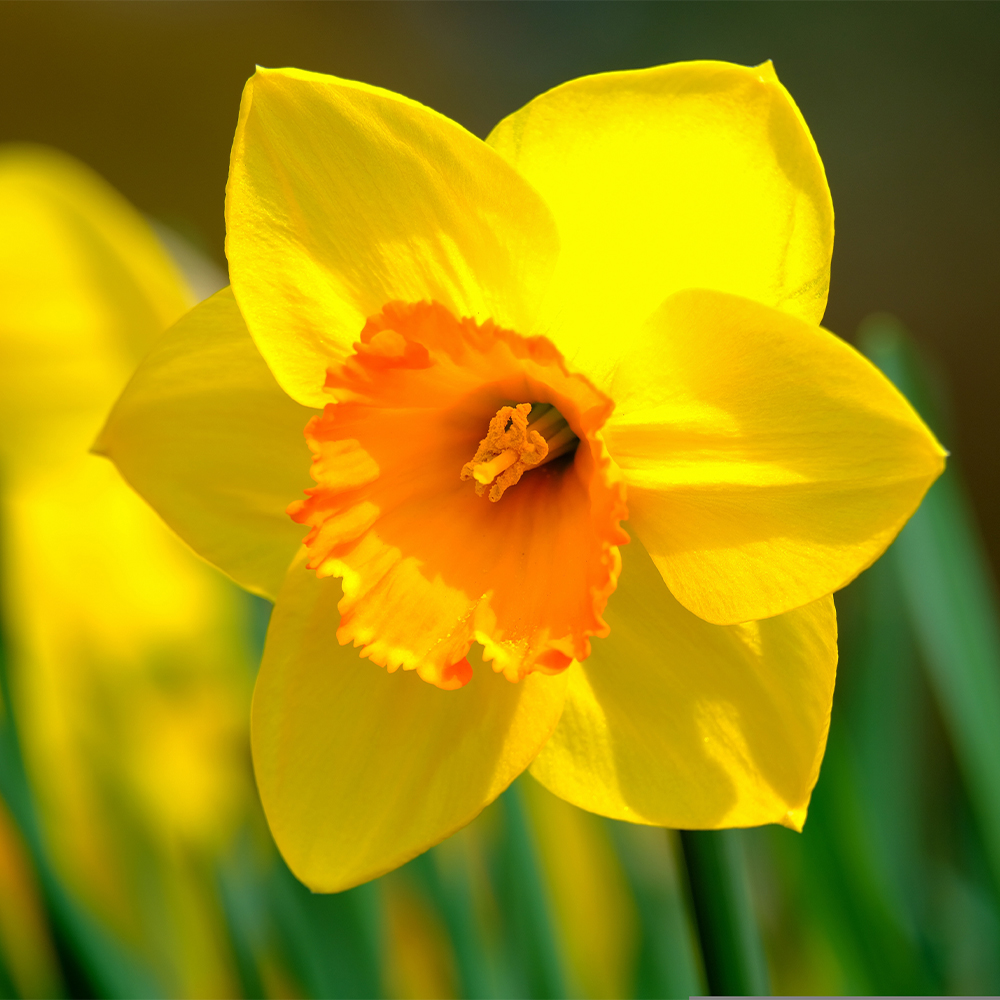 Yellow Daffodils