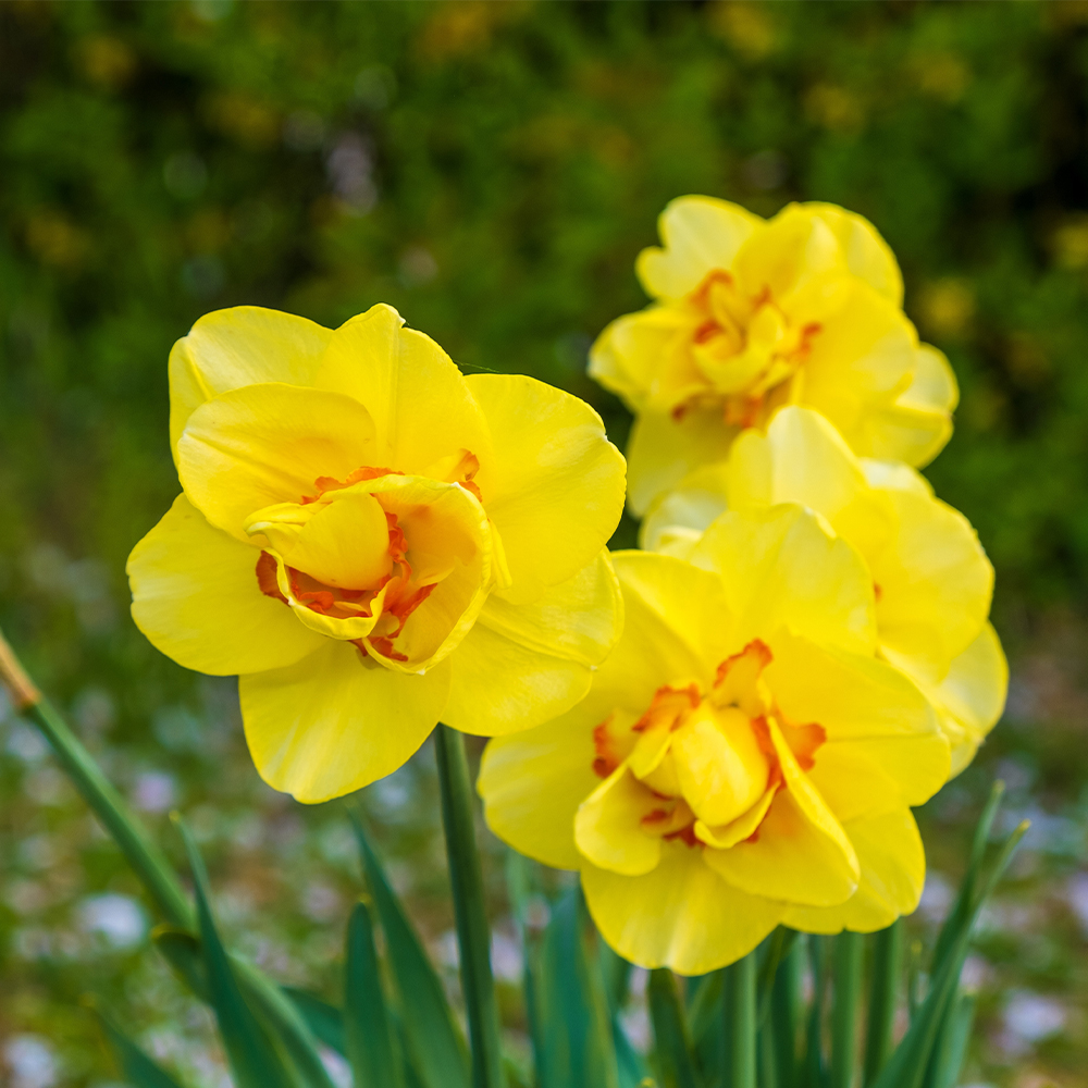 Delightful Daffodils