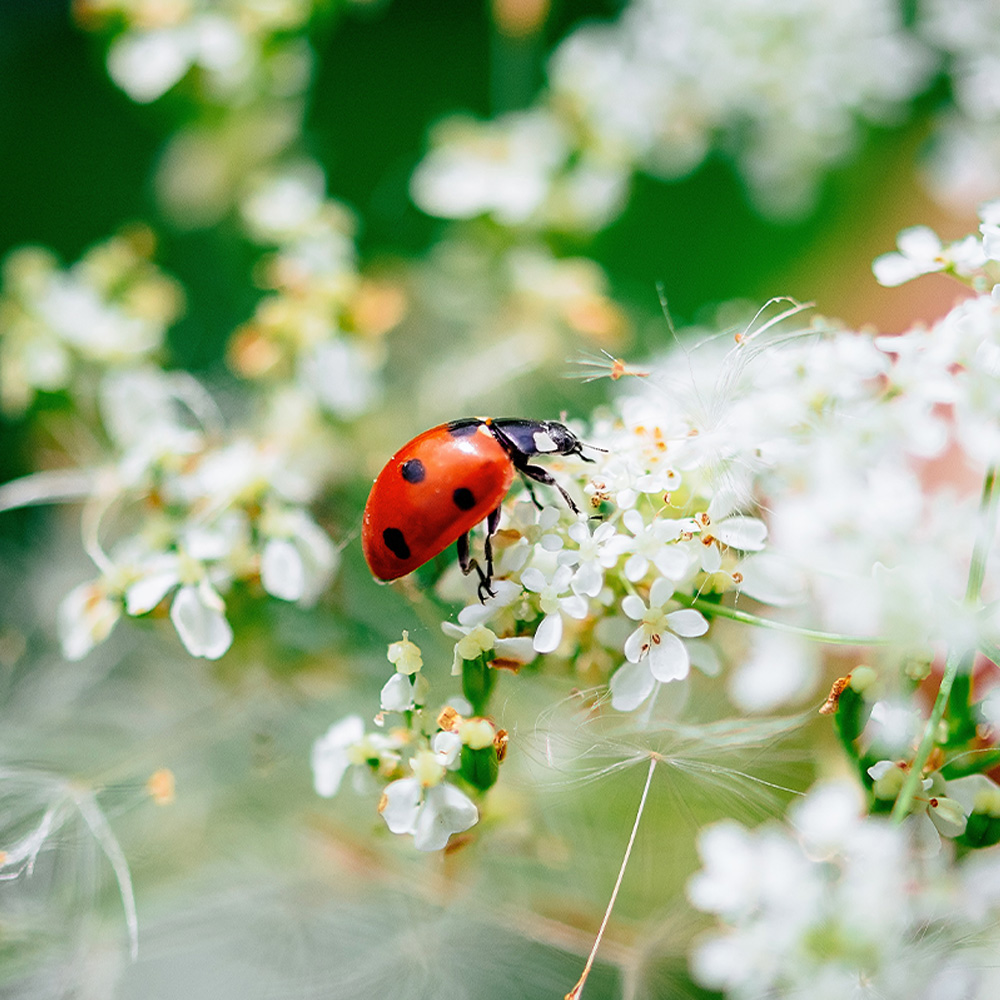 Attracting Ladybugs to the Garden