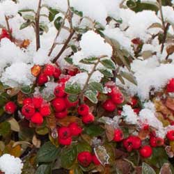 Winter Gardener’s Calendar