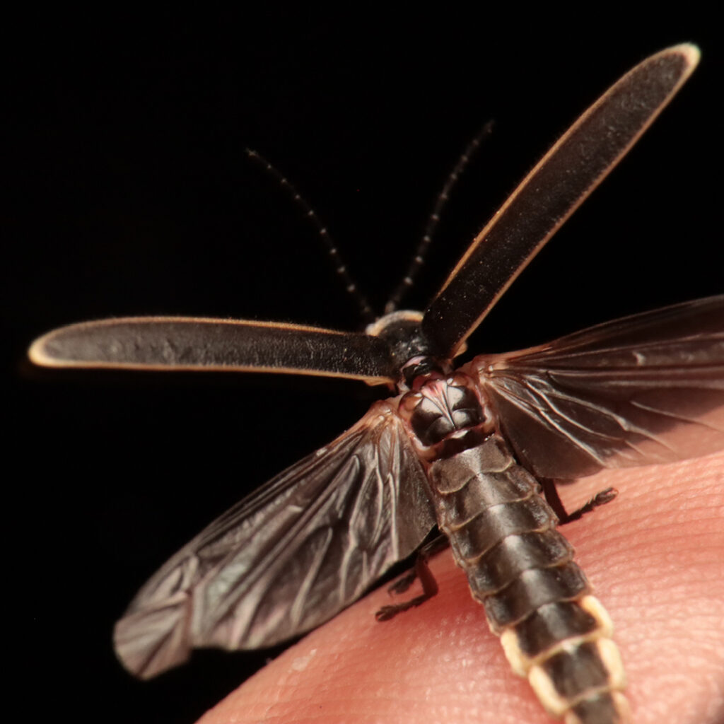 Preserving The Magic of Fireflies