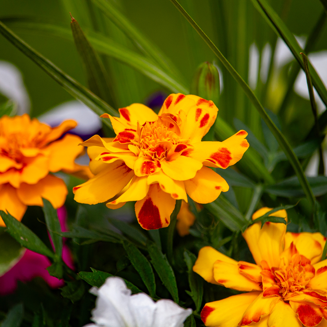 Growing Glowing Marigolds
