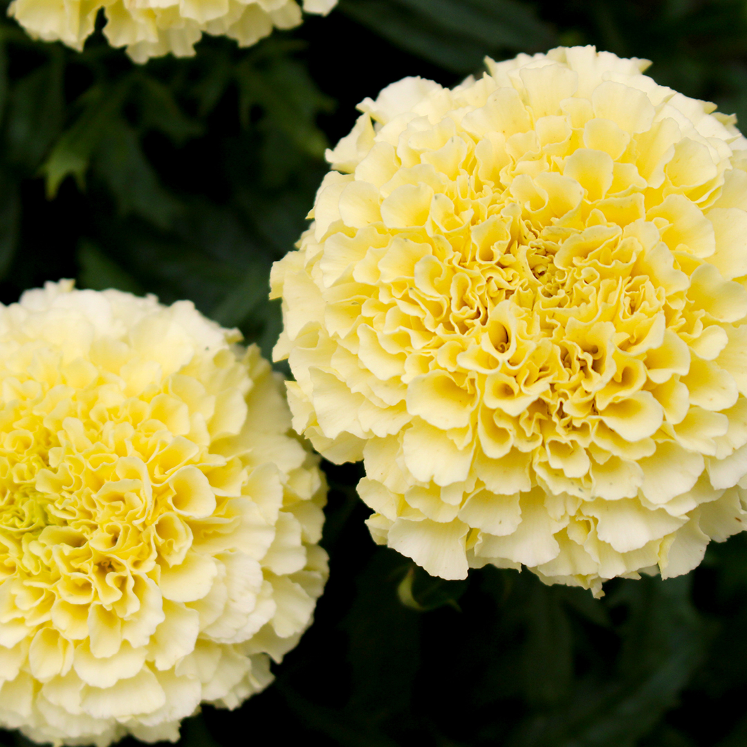 Growing Glowing Marigolds