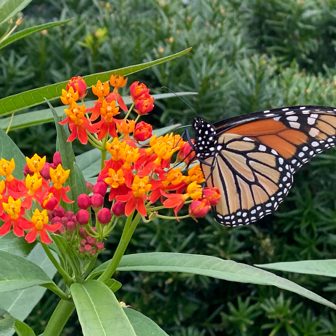 Milkweed and Monarchs