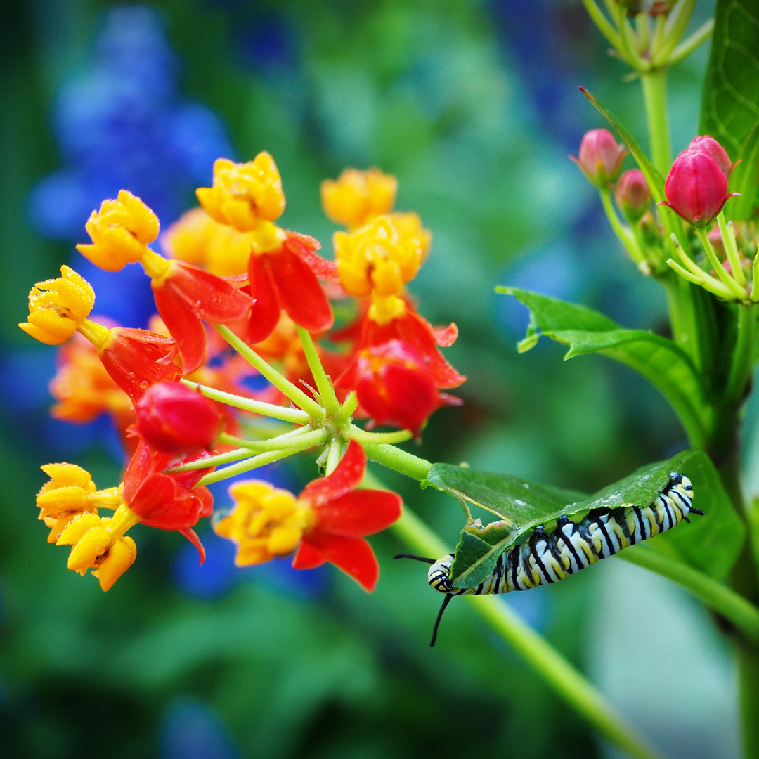 Milkweed and Monarchs