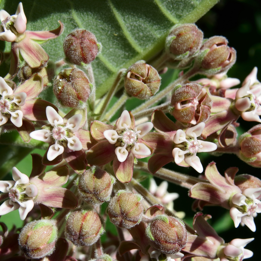 Milkweed and Monarchs