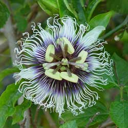 Perennial Flowering Vines
