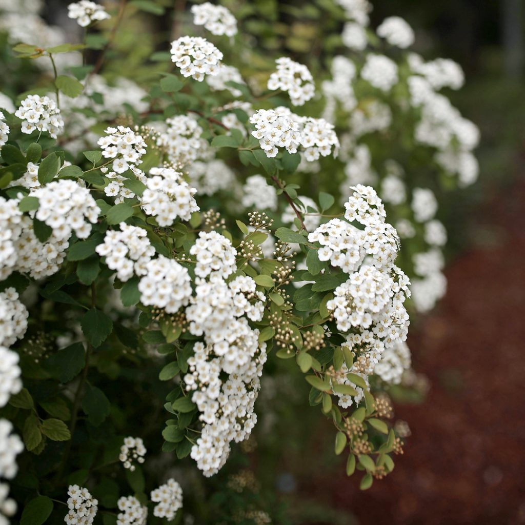 Bridal Wreath Spirea: Here Comes the Bride