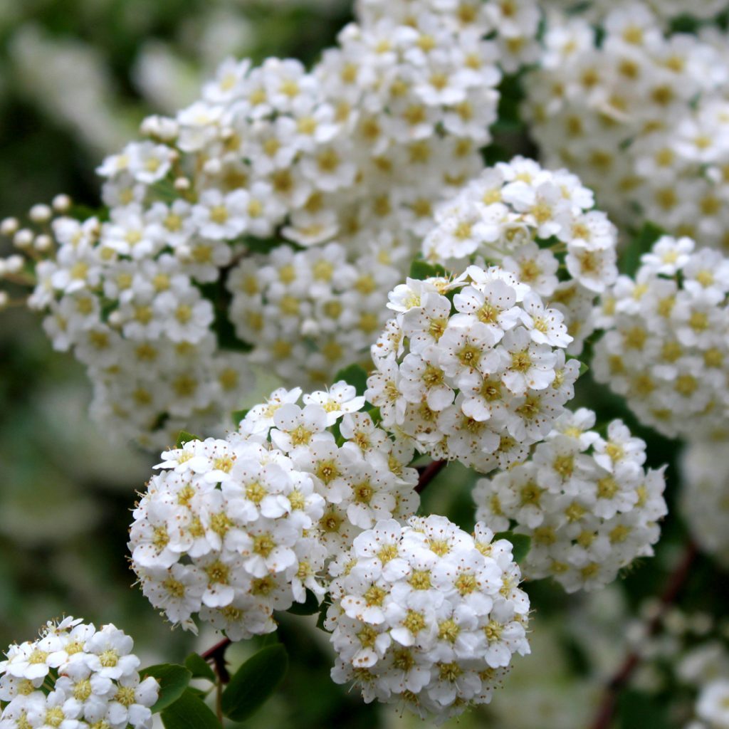 Bridal Wreath Spirea