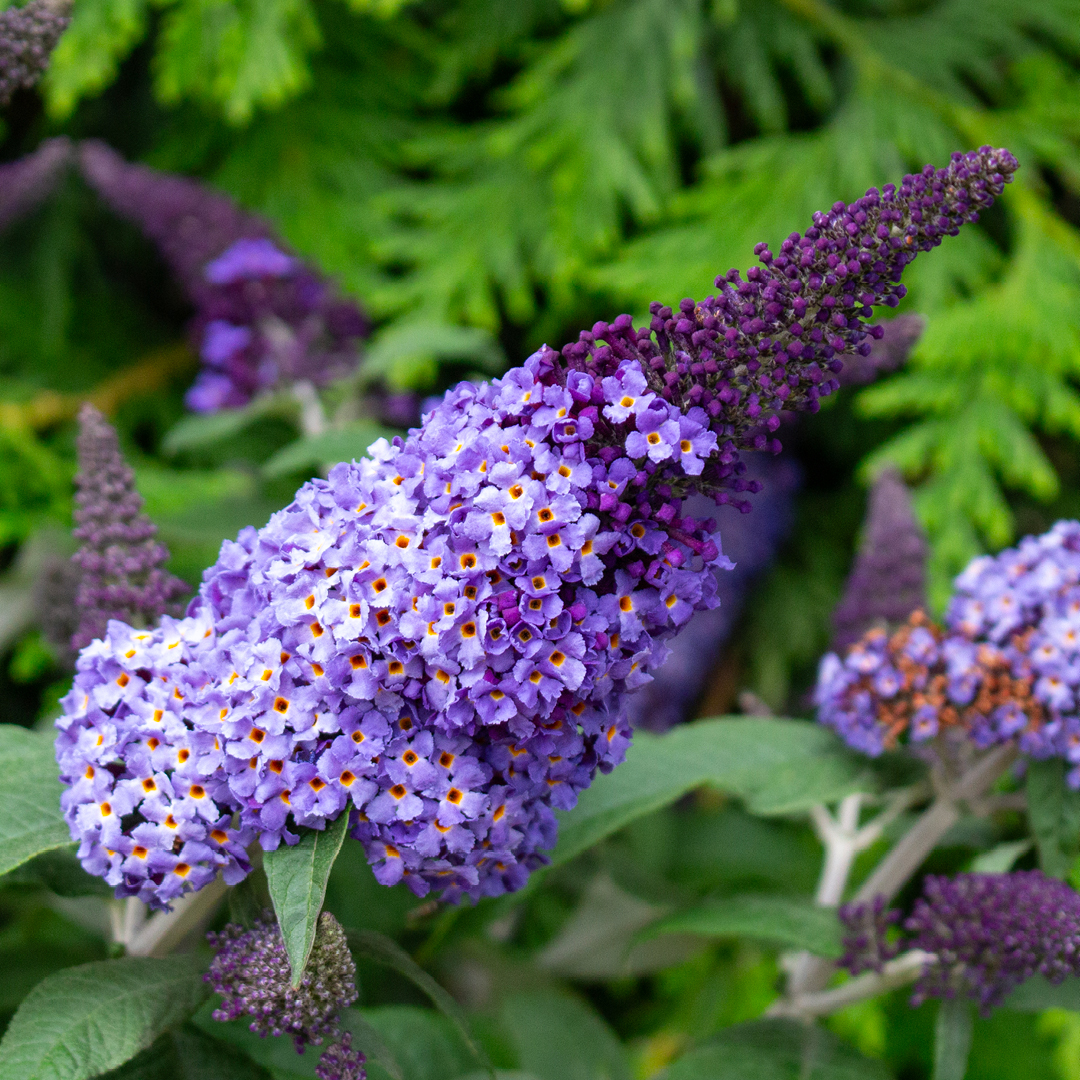 Buddleia: Our Beloved Butterfly Bush or Not?