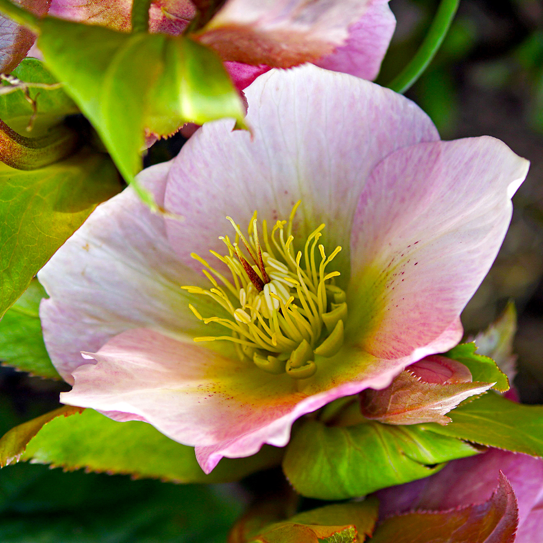 Hellebore Black Death Disease