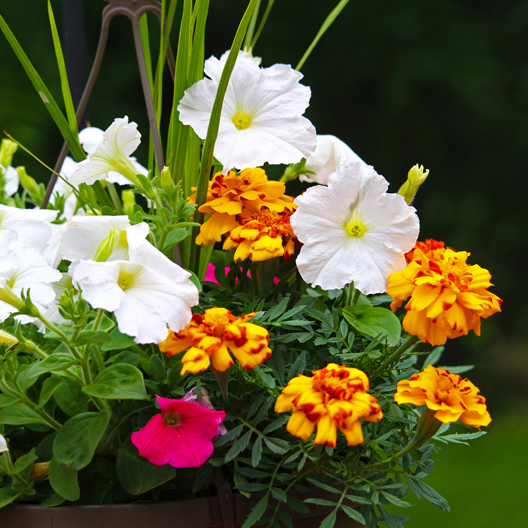 Insect-Repellent Container Gardens