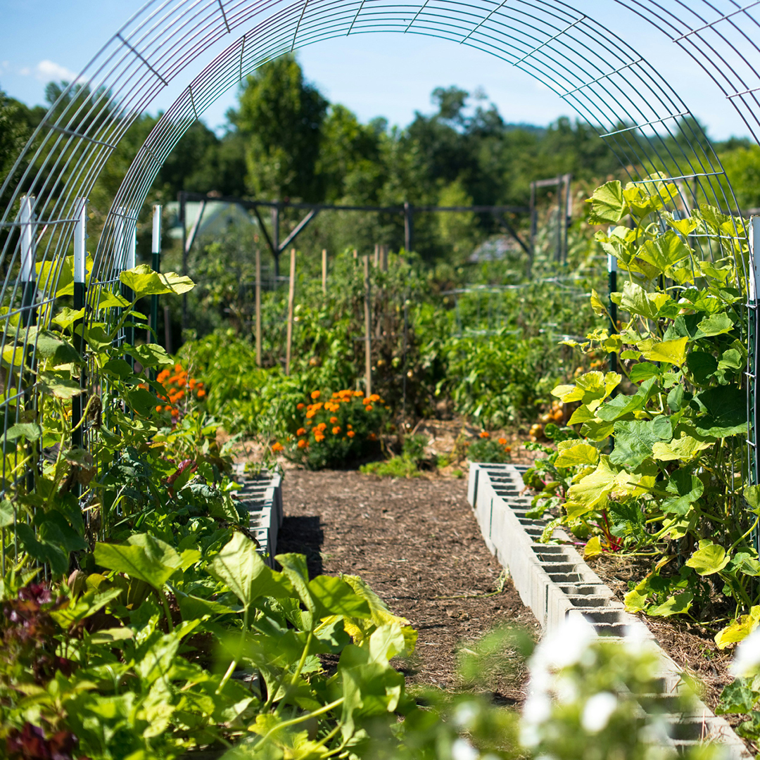 Veggie Garden Tips for a Care-Free Vacation
