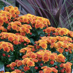 Fall Gardener’s Calendar