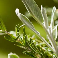 Early Spring Gardener’s Calendar