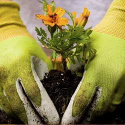 Late Spring Gardener’s Calendar