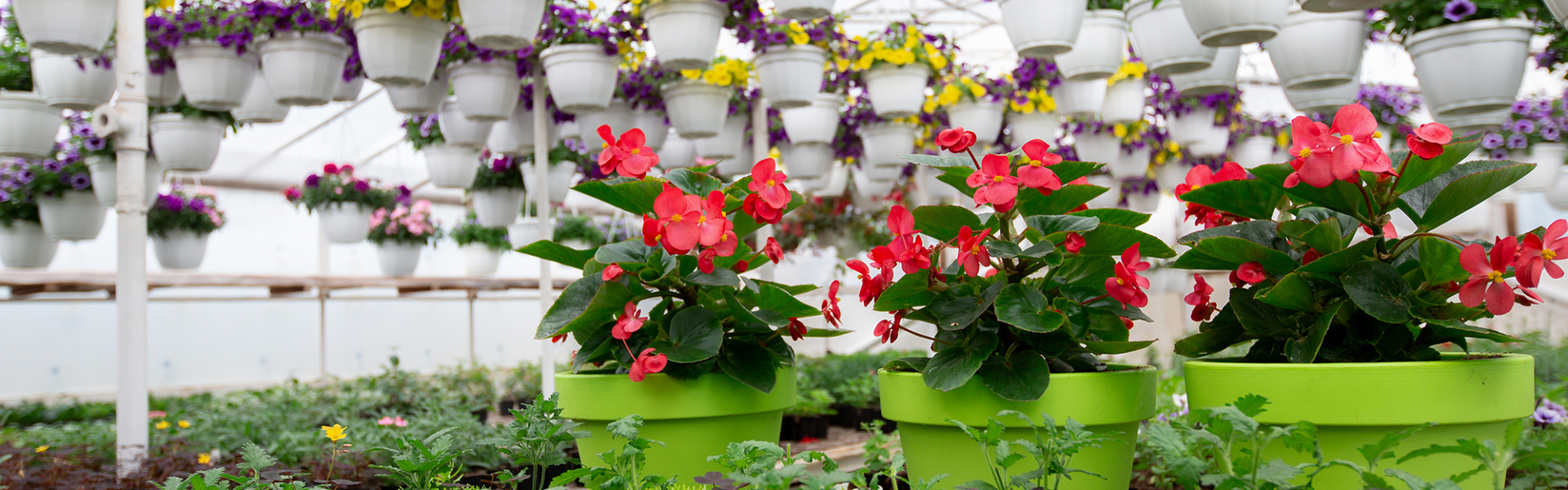 Beautiful Bright Plantation Of Different Of Flowers And Interior Of Greenhouse In Spring