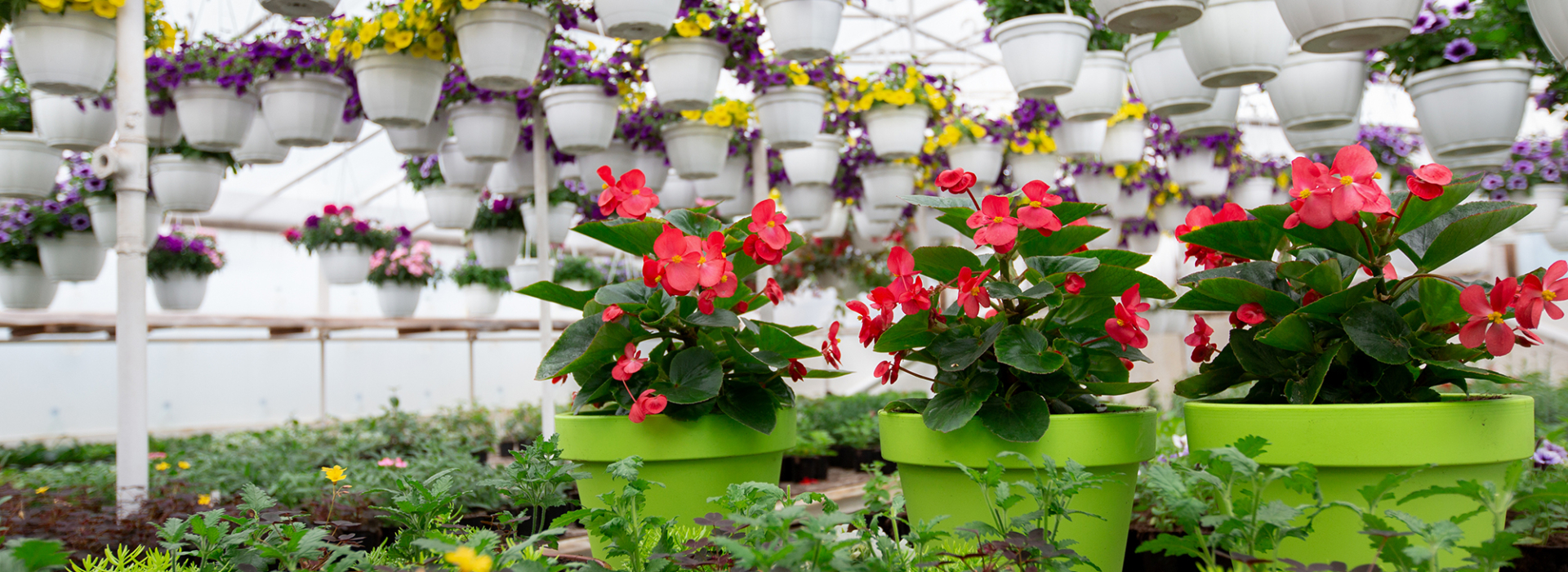 Beautiful Bright Plantation Of Different Of Flowers And Interior Of Greenhouse In Spring