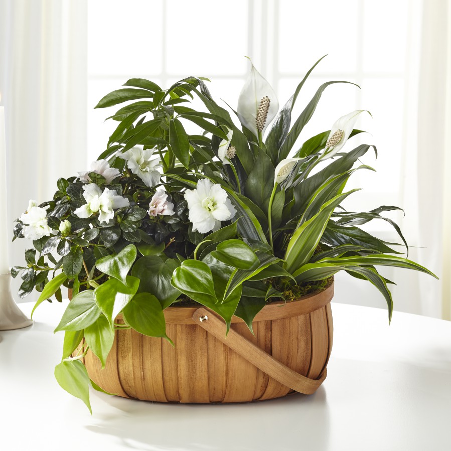 FTD® Serene™ Dishgarden